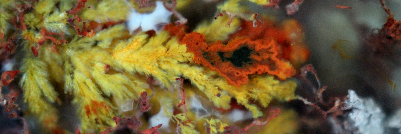 macro-photograph of Woodward Ranch plume agate