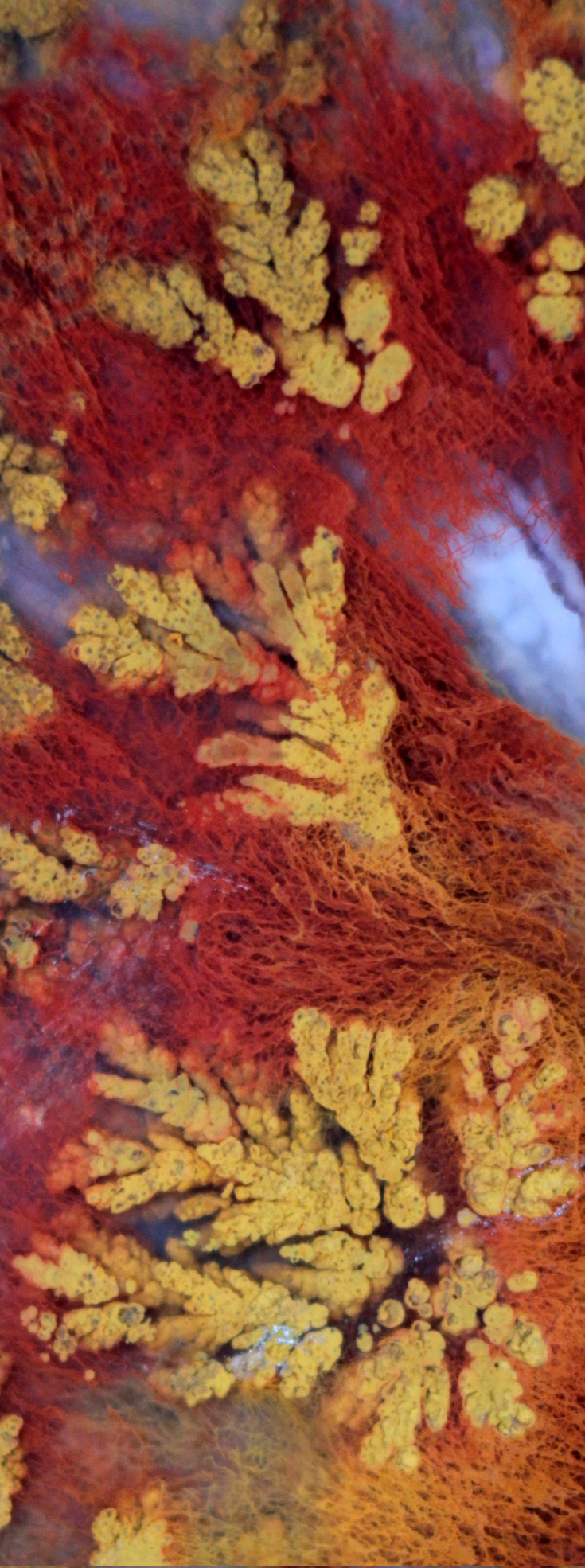 moss and plume agate macrophotograph