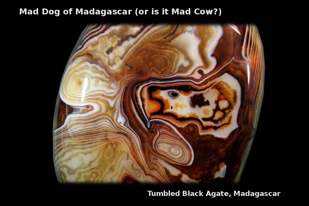 Madagascar Black Agate with image of dog.